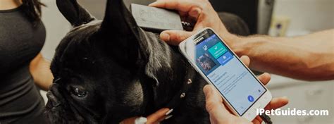 pet microchip scan with phone